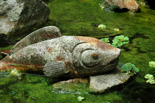 Ryba z kamienia