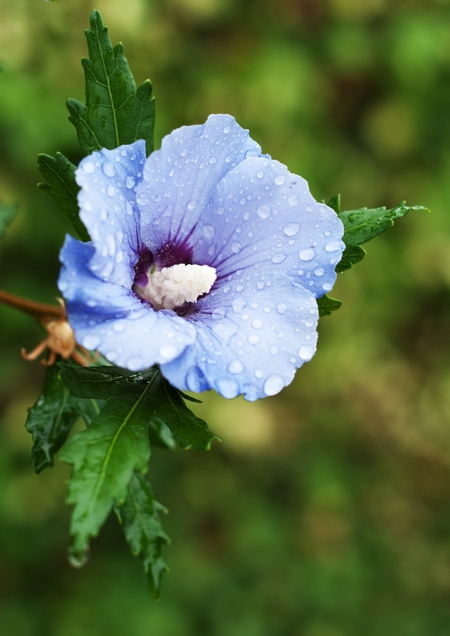 Hibiskus w ogrodzie przycinanie rozmnażanie i zimowanie