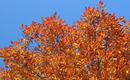 Dąb czerwony – Quercus rubra